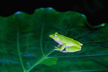 A vibrant emerald tree frog (Zhangixalus aurantiventris) is perched on a large green leaf, isolated against a dark background. Its bright green skin and large, round eyes are clearly visible. Taiwan.