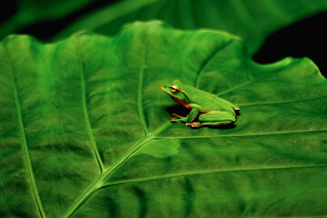 A vibrant emerald tree frog (Zhangixalus aurantiventris) is perched on a large green leaf, isolated against a dark background. Its bright green skin and large, round eyes are clearly visible. Taiwan.
