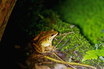 A close-up of a Latouchte's frog (Hylarana latouchii) sitting on a damp surface, with its large, dark eyes looking directly at the camera. New Taipei City, Taiwan.