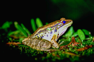 A close-up of a Latouchte's frog (Hylarana latouchii) sitting on a damp surface, with its large, dark eyes looking directly at the camera. New Taipei City, Taiwan.