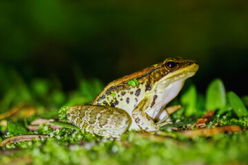 A close-up of a Latouchte's frog (Hylarana latouchii) sitting on a damp surface, with its large, dark eyes looking directly at the camera. New Taipei City, Taiwan.