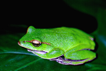 A vibrant emerald tree frog (Zhangixalus aurantiventris) is perched on a large green leaf, isolated against a dark background. Its bright green skin and large, round eyes are clearly visible. Taiwan.