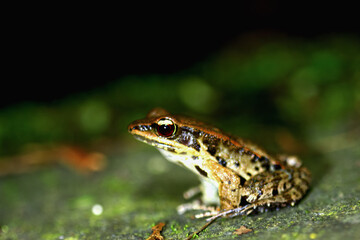 A close-up of a Latouchte's frog (Hylarana latouchii) sitting on a damp surface, with its large, dark eyes looking directly at the camera. New Taipei City, Taiwan.