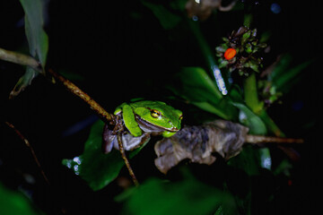 A vibrant emerald green tree frog (Zhangixalus aurantiventris) is perched on a thin twig, its bright color contrasting with the darker tones of the surrounding foliage. New Taipei City, Taiwan.