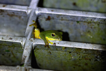 A small, vibrant green Taipei tree frog (Zhangixalus taipeianus) clings to a metal grid, its tiny feet gripping the bars. Captured in New Taipei City, Taiwan.