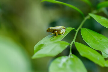 A recently metamorphosed Chinese tree frog (Hyla chinensis) perches on a green leaf. Its bright green skin and delicate features are clearly visible. New Taipei City, Taiwan.