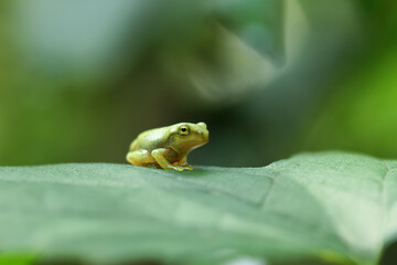 A recently metamorphosed Chinese tree frog (Hyla chinensis) perches on a green leaf. Its bright green skin and delicate features are clearly visible. New Taipei City, Taiwan.