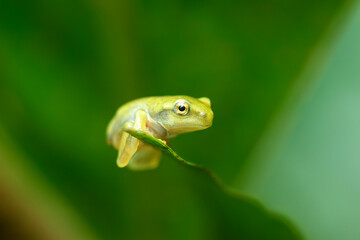 A recently metamorphosed Chinese tree frog (Hyla chinensis) perches on a green leaf. Its bright green skin and delicate features are clearly visible. New Taipei City, Taiwan.