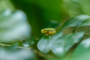 A recently metamorphosed Chinese tree frog (Hyla chinensis) perches on a green leaf. Its bright green skin and delicate features are clearly visible. New Taipei City, Taiwan.