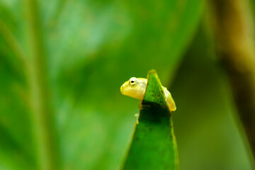 A recently metamorphosed Chinese tree frog (Hyla chinensis) perches on a green leaf. Its bright green skin and delicate features are clearly visible. New Taipei City, Taiwan.