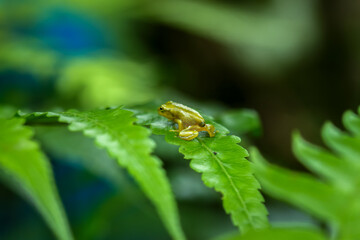 A recently metamorphosed Chinese tree frog (Hyla chinensis) perches on a green leaf. Its bright green skin and delicate features are clearly visible. New Taipei City, Taiwan.