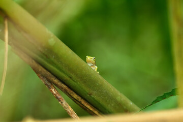 A recently metamorphosed Chinese tree frog (Hyla chinensis) perches on a green leaf. Its bright green skin and delicate features are clearly visible. New Taipei City, Taiwan.