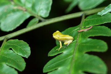 A recently metamorphosed Chinese tree frog (Hyla chinensis) perches on a green leaf. Its bright green skin and delicate features are clearly visible. New Taipei City, Taiwan.