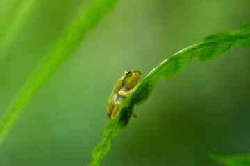 A recently metamorphosed Chinese tree frog (Hyla chinensis) perches on a green leaf. Its bright green skin and delicate features are clearly visible. New Taipei City, Taiwan.