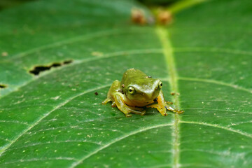 A recently metamorphosed Chinese tree frog (Hyla chinensis) perches on a green leaf. Its bright green skin and delicate features are clearly visible. New Taipei City, Taiwan.
