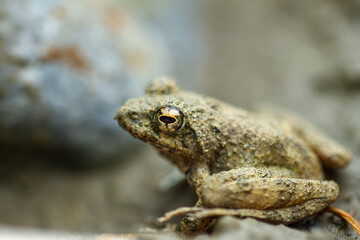 A small brown Eiffinger's tree frog (Kurixalus eiffingeri) perches in a wetland, staring intently at the camera with its large golden eyes. New Taipei City, Taiwan.