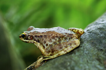 Naklejka premium A vibrant Swinhoe's Frog (Odorrana swinhoana) is perched on a mossy log, showcasing its distinctive green and brown markings. Its large, round eyes and pointed snout are visible. Taiwan.