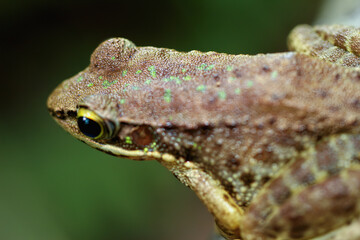A detailed close-up of a Swinhoe's Frog, showcasing its unique green and brown markings. The frog is perched on a branch, its large eyes and pointed snout visible. New Taipei City, Taiwan.