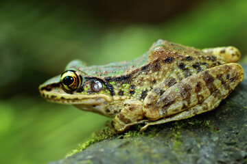 A vibrant Swinhoe's Frog (Odorrana swinhoana) is perched on a mossy log, showcasing its distinctive green and brown markings. Its large, round eyes and pointed snout are visible. Taiwan.
