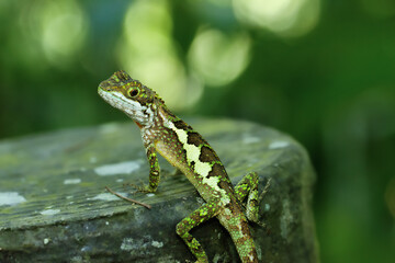 A close-up of a vibrant yellow-mouthed japalura lizard perched on a rock. The lizard's green and brown scales contrast beautifully with the mossy rock. New Taipei City, Taiwan.