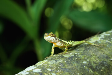 A close-up of a vibrant yellow-mouthed japalura lizard perched on a rock. The lizard's green and brown scales contrast beautifully with the mossy rock. New Taipei City, Taiwan.