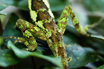 A close-up of a yellow-mouthed japalura lizard climbing on a green leaf. Its vibrant green and brown scales provide excellent camouflage. The lizard's limbs and claws are visible. Taiwan.