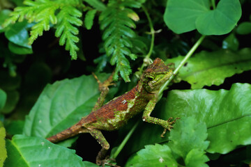 A well-camouflaged yellow-mouthed japalura lizard perched on a leaf, its green and brown scales blending seamlessly with its surroundings. New Taipei City, Taiwan.