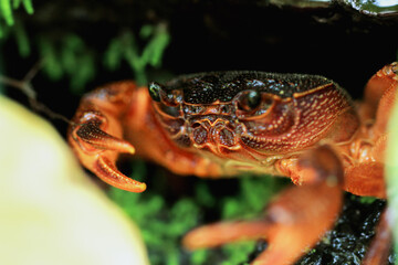 A macro photograph of a Rathbun's freshwater crab's face, showcasing its intricate details and striking red color. The crab's compound eyes and powerful claws are clearly visible. Taiwan.