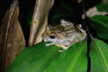 A close-up of a Robust Buerger's frog perched on a green leaf. Its brown and green coloration provides excellent camouflage. Its large, round eyes and sticky toe pads are clearly visible. Taiwan.