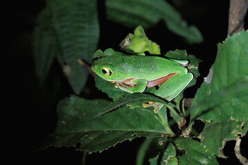 A vibrant Taipei tree frog (Zhangixalus taipeianus) is perched on a large green leaf, surrounded by lush foliage. Its bright green skin and large, round eyes are clearly visible. Taiwan.