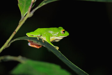 A vibrant green Moltrecht's tree frog(Zhangixalus moltrechti) clings to a broad leaf at night, its golden eyes contrasting against its smooth, spotted skin. New Taipei City, Taiwan.