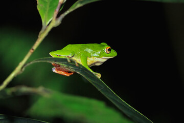 A vibrant green Moltrecht's tree frog(Zhangixalus moltrechti) clings to a broad leaf at night, its golden eyes contrasting against its smooth, spotted skin. New Taipei City, Taiwan.