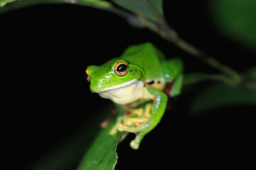 A vibrant green Moltrecht's tree frog(Zhangixalus moltrechti) clings to a broad leaf at night, its golden eyes contrasting against its smooth, spotted skin. New Taipei City, Taiwan.