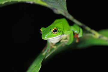 A vibrant green Moltrecht's tree frog(Zhangixalus moltrechti) clings to a broad leaf at night, its golden eyes contrasting against its smooth, spotted skin. New Taipei City, Taiwan.