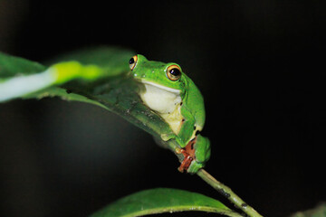 A vibrant green Moltrecht's tree frog(Zhangixalus moltrechti) clings to a broad leaf at night, its golden eyes contrasting against its smooth, spotted skin. New Taipei City, Taiwan.