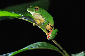 A vibrant green Moltrecht's tree frog(Zhangixalus moltrechti) clings to a broad leaf at night, its golden eyes contrasting against its smooth, spotted skin. New Taipei City, Taiwan.