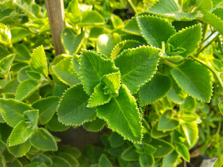 Ajwain leaves (Indian borage), also known as Carom leaves. The leaves in the picture are typical of...
