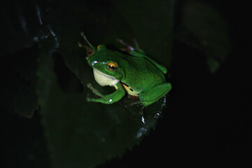 A vibrant green Moltrecht's tree frog(Zhangixalus moltrechti) clings to a broad leaf at night, its golden eyes contrasting against its smooth, spotted skin. New Taipei City, Taiwan.