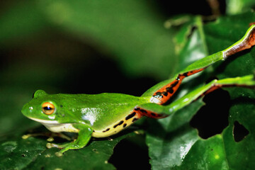 A vibrant green Moltrecht's tree frog(Zhangixalus moltrechti) clings to a broad leaf at night, its golden eyes contrasting against its smooth, spotted skin. New Taipei City, Taiwan.