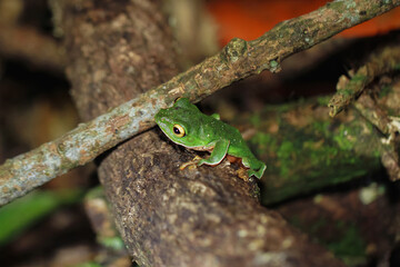 A vibrant green Taipei tree frog is perfectly camouflaged on a tree branch at night. Its large, round eyes and sticky toe pads are clearly visible. New Taipei City, Taiwan.