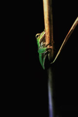 A vibrant emerald green tree frog clings to a slender twig, its large, golden eyes fixed on the camera. Taiwan, New Taipei City.