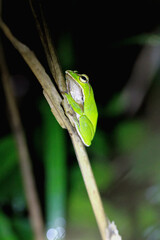 A vibrant emerald green tree frog clings to a slender twig, its large, golden eyes fixed on the camera. Taiwan, New Taipei City.