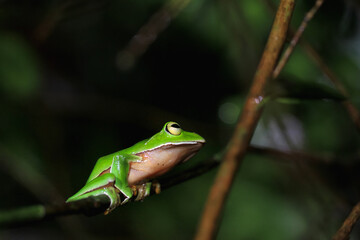 A vibrant orange-bellied tree frog clings to a slender branch in a lush green forest. Its bright green skin and contrasting orange belly make it an eye-catching subject. New Taipei City, Taiwan.