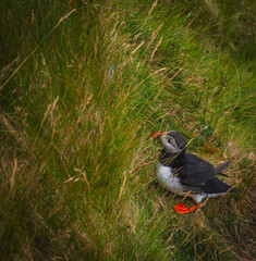 Atlantic Puffin in Natural Habitat