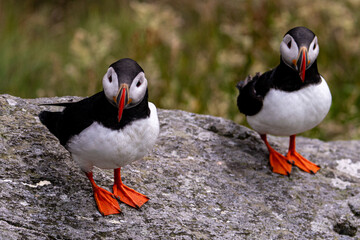 Atlantic Puffin in Natural Habitat