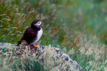 Atlantic Puffin in Natural Habitat