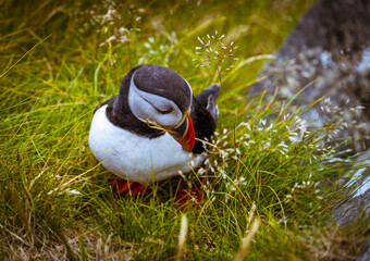Atlantic Puffin in Natural Habitat