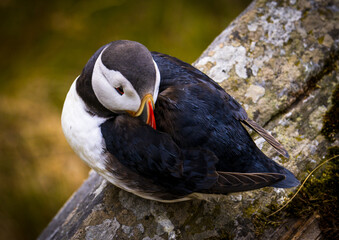 Atlantic Puffin in Natural Habitat