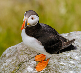 Atlantic Puffin in Natural Habitat