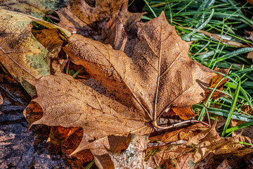 maple leaf in autumn with morning dew